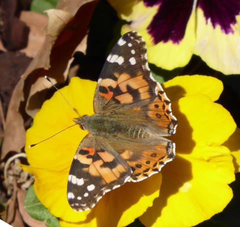 Local Butterflies 2021 | High Plains Gardening
